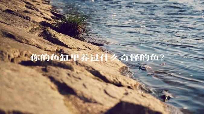 你的鱼缸里养过什么奇怪的鱼？